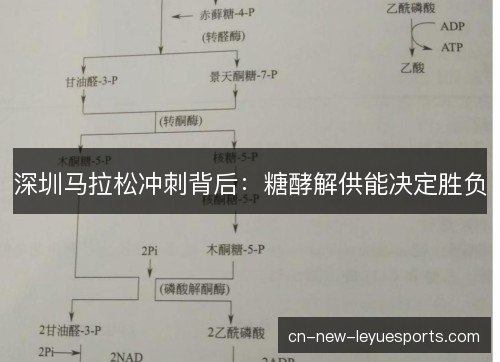 深圳马拉松冲刺背后:糖酵解供能决定胜负 深圳马拉松冲刺背后:糖酵解供能决定胜负